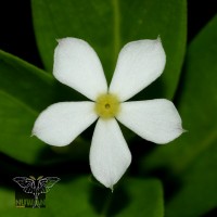 <i>Catharanthus pusillus</i>  (Murray) G.Don